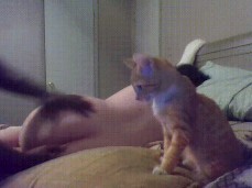 #backrub #cat gif