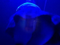 Stripper ass gif