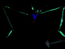 #blacklight #halloween gif