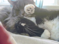 kitties gif