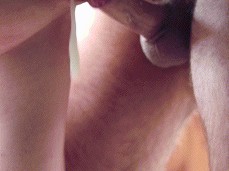 creampie gif