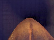 Futa pov gif