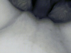 cumming inside gif