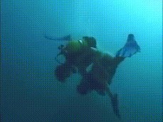 Scuba Diving gif