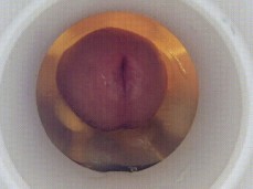 fleshlight side view gif