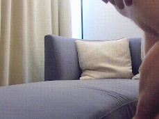 BOING! Straight bear in sweatpants reveals rock hard cock 0100-1 gif