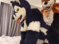 Taiky X Johnny-Huskey breeding gif